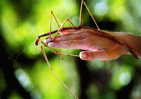 10 of the Biggest Insects in the World