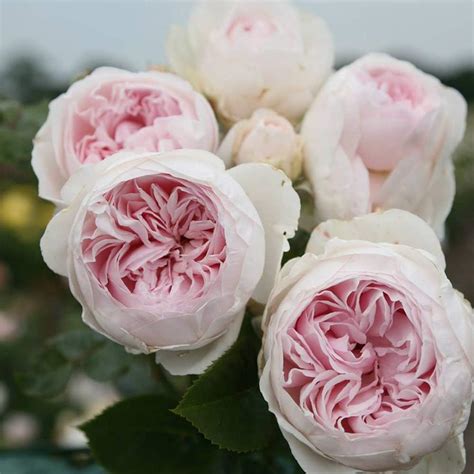 Amazon.com : Heirloom Roses Rose Bush - The Parfuma® Earth Angel Floribunda Plant , Live ...