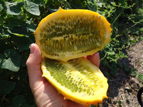 Little St. Simons Island's Organic Garden: Horned Melon!?!?