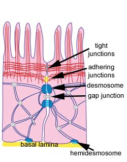 40+ Cell Junctions Diagram - KieronJolanka