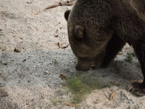 What Do Grizzly Bears Eat - Grizzly Bears Diet - Zooologist