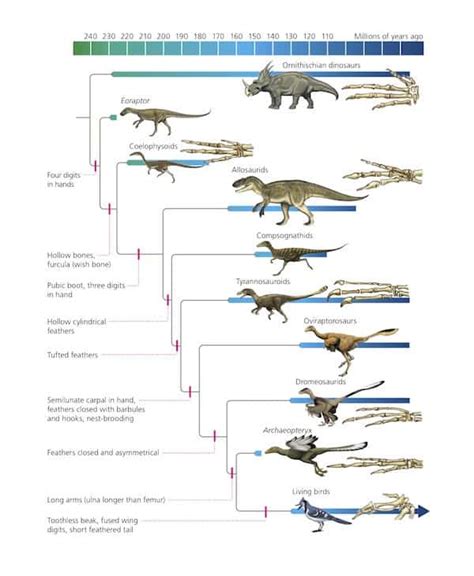 Are Birds Really Dinosaurs?