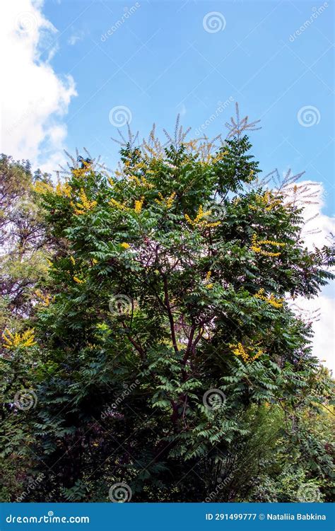 Koelreuteria Paniculata. Yellow Flowers of the Plant Against the Blue Sky Stock Image - Image of ...