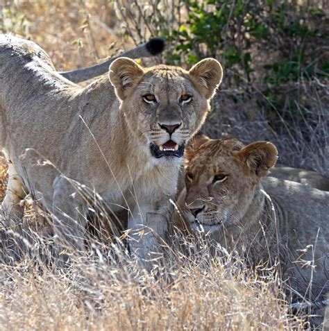 Masai Mara Lions 1383477 Stock Photo at Vecteezy