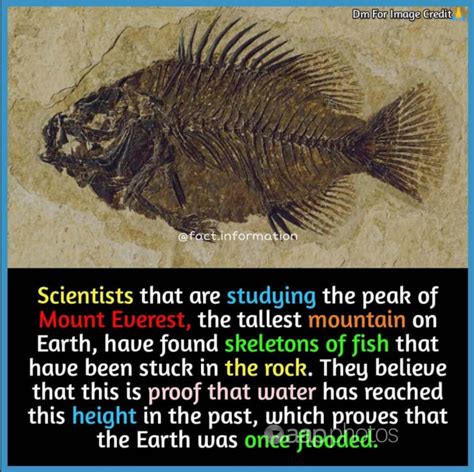 Nothing fishy about ancient marine fossils on Everest – Australian Associated Press