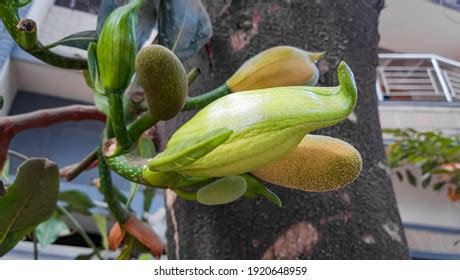 2,142 imágenes de Jackfruit flower - Imágenes, fotos y vectores de stock | Shutterstock