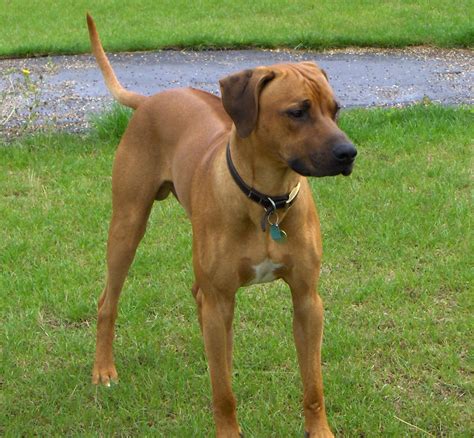 Rhodesian Ridgeback Dog Breed Puppies