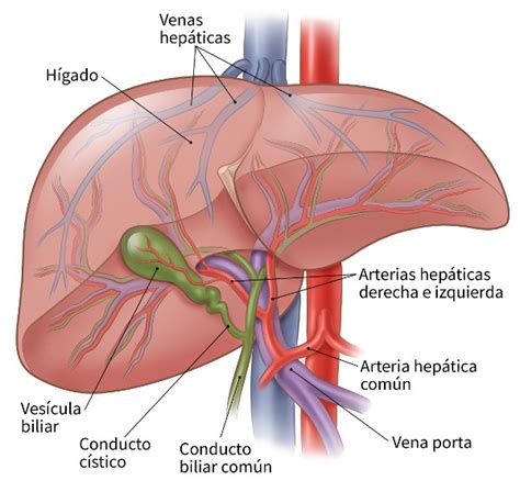 hígado y vesícula biliar — Cuaderno de Cultura Científica