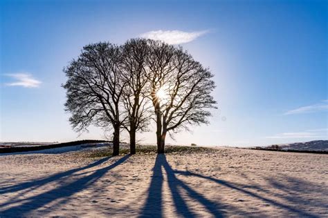 Winter in Snowdonia stock image. Image of grass, tree - 268014671