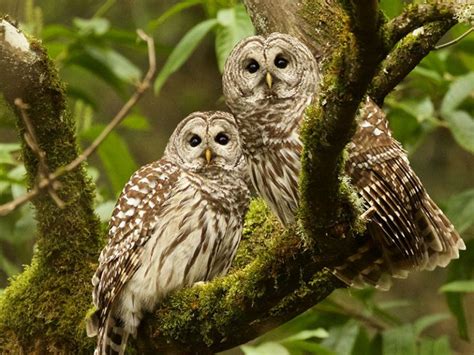 Barred Owl – Facts, Size, Sounds, Habitat, Pictures