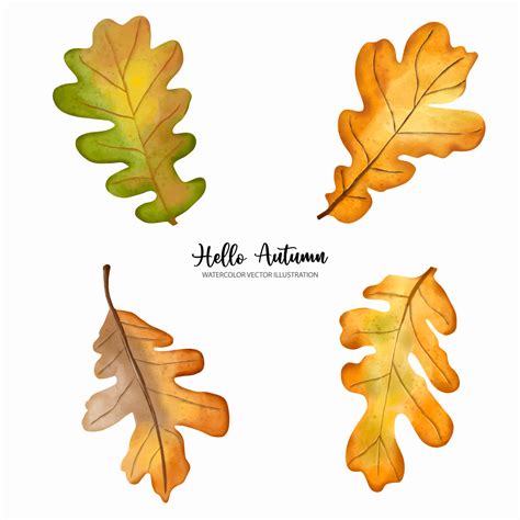 Watercolor autumn oak leaves elements. Autumn or full watercolor vector illustration 12023679 ...