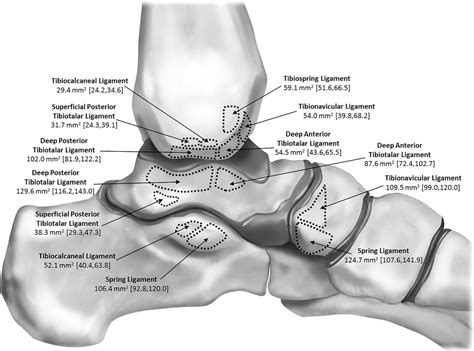 Figure 4 from The ligament anatomy of the deltoid complex of the ankle: a qualitative and ...