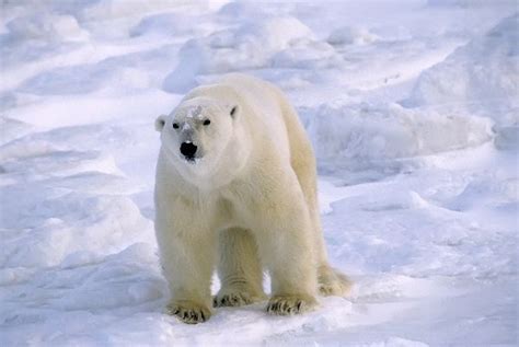 Polar Bear Habitat and Distribution