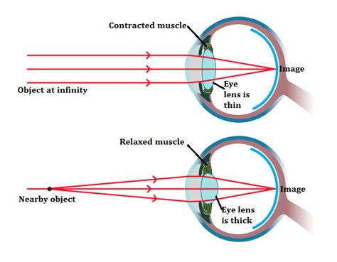 eplain the accommodation of an eye with image or figure k3x553uu -Physics - TopperLearning.com