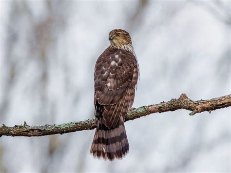 Juvenile Cooper's Hawks (Identification Guide with… | Birdfact