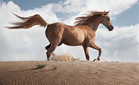 5 Strange Horse Breeds in the World - 5 Strange Horse Breeds in the World