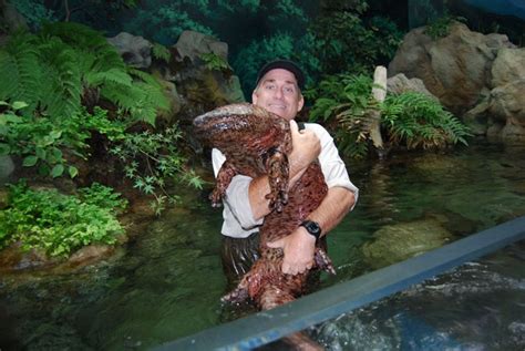 Absurd Creature of the Week: The Human-Sized Salamander That Smells Like Pepper | WIRED