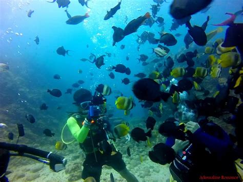 Five diving sites in Batangas you can visit now – Great Travel Philippines