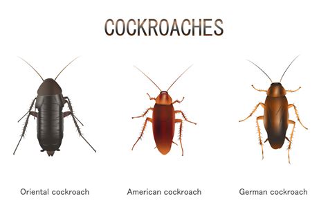 How many types of cockroaches are there in the world? [2022] 🐬 | Animalia-life.club