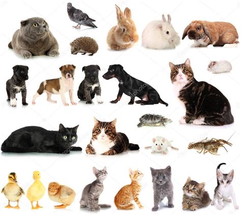 Collage of different cute animals — Stock Photo #32848261