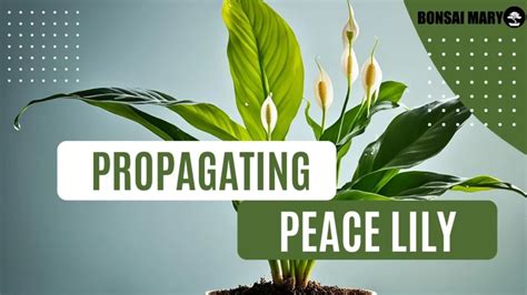 Peace Lily Propagation Methods: Easy Guide