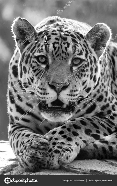 White Jaguar Animal