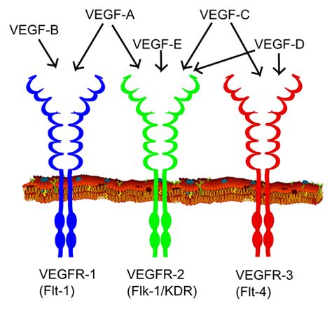 Receptor tyrosine kinase - Wikipedia