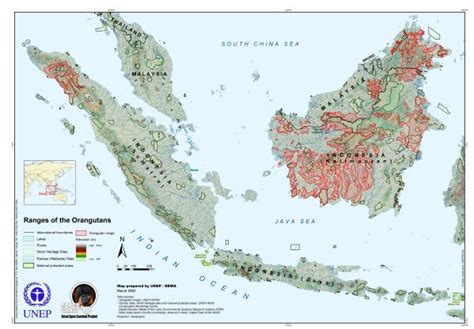 Taxonomy - Orang Utan Republik Foundation