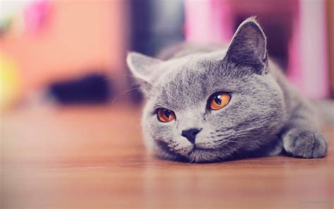 Cat Desktop Wallpapers - Top Free Cat Desktop Backgrounds - WallpaperAccess