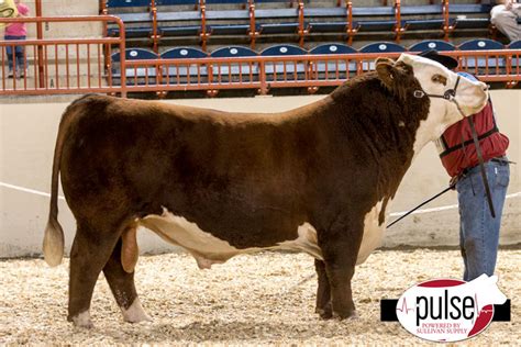 Keystone International Livestock Exposition | National Hereford Show – Overall Bulls | The Pulse