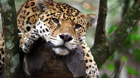 Wildlife watching in Costa Rica - BBC Travel