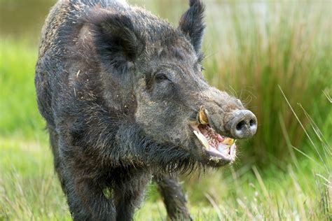 Sweden Has a Problem with Packs of RADIOACTIVE WILD BOAR — Yes, Really [VIDEO] | John Hawkins ...