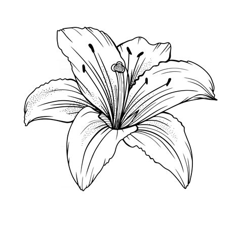 Lily Flower Drawing - Infoupdate.org