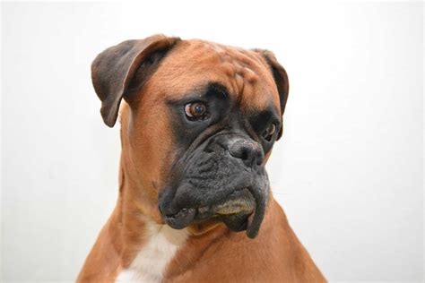 Boxer Dog Facts: Anatomy, Ancestry, Nature & More - Facts.net