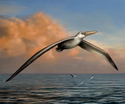 World's Largest Flying Bird Was Like Nothing Alive Today | Live Science