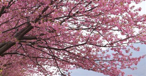 Spring Pink Flowering Tree Identification - Top 10 Flowering Trees : A spectacular ornamental ...