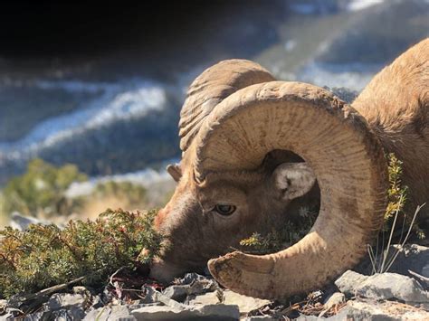 Bighorn Sheep Hunting | McGowan Outfitting