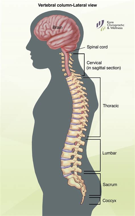 The #spine is a very complex structure composed of 33 stacked #vertebra that function to protect ...