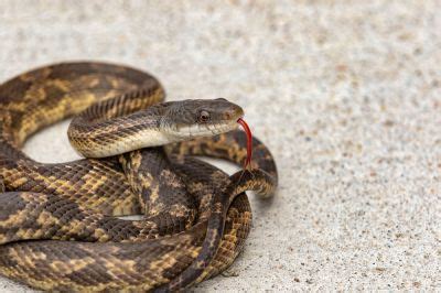 Get Snake Removal - Schedule Service Today