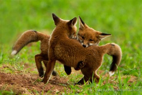 "Red Fox Cubs Playing" by Neil Bygrave (NATURELENS) | Redbubble