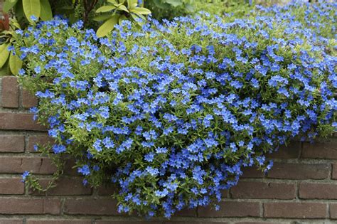 Lithodora diffusa ‘Heavenly Blue’ - Greenseasons