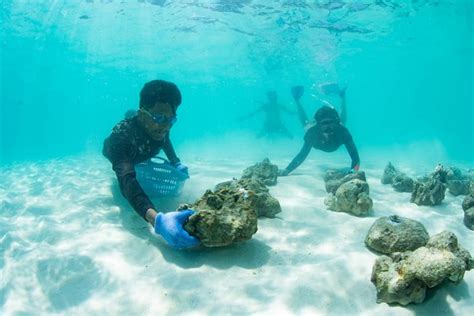 Foreign divers volunteer for Maya Bay coral restoration project