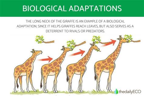 Biological Adaptation - How Many Types Are There?