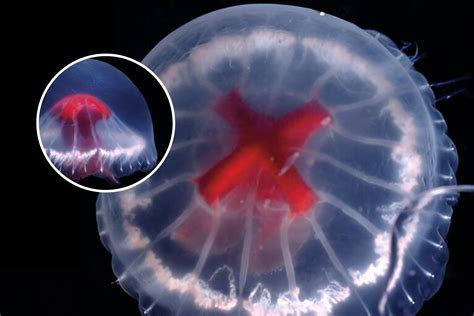 New Jellyfish Species Discovered May Have an Arsenal of Unique Venoms - Newsweek