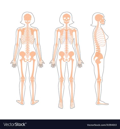 Woman skeleton anatomy Royalty Free Vector Image