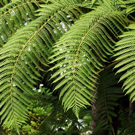 Buy Organcally Grown Hay-Scented Fern - Moss & Stone Gardens