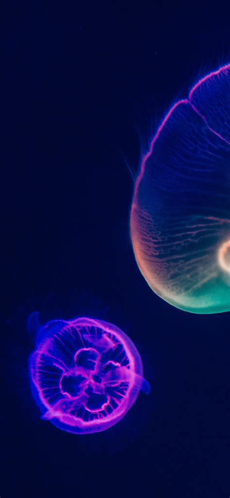 Jellyfishes Wallpaper 4K, Purple, Multicolor