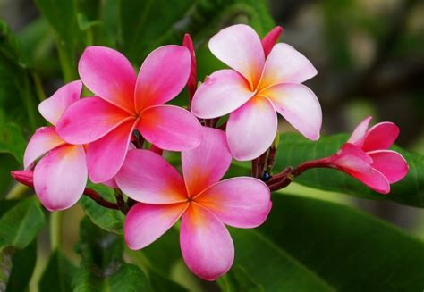 6 Iconic Tropical Flowers That Will Make You Think of Hawaii - Hawaii Magazine