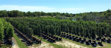 Athens Tree Farm | Trees For Sale in North East Texas