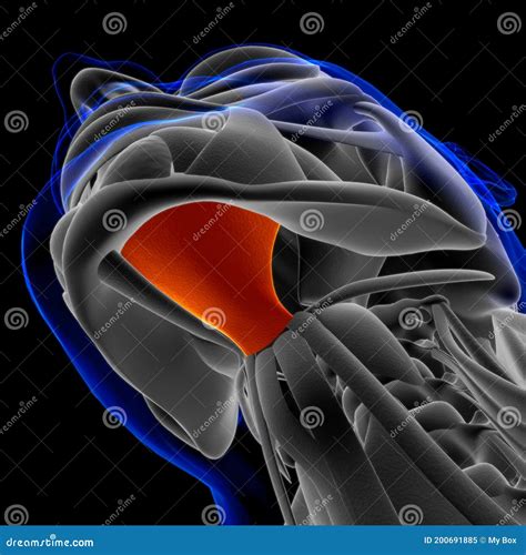 Mylohyoid Muscle Anatomy for Medical Concept 3D Stock Illustration - Illustration of oculi ...